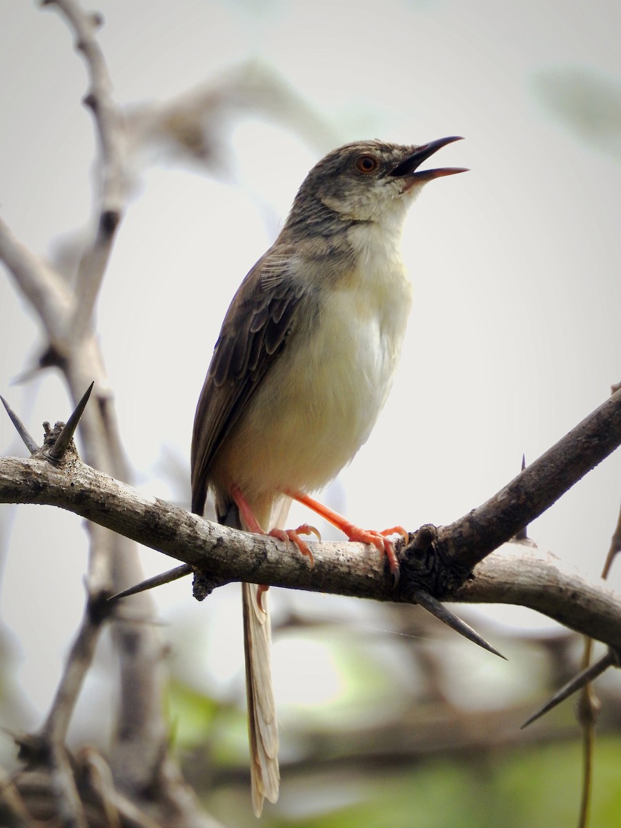 Jungle Prinia - ML646885751