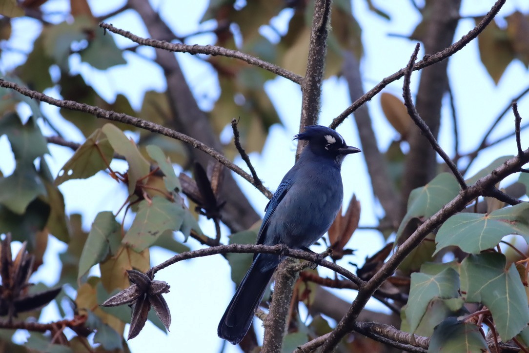 Steller's Jay - ML646885752