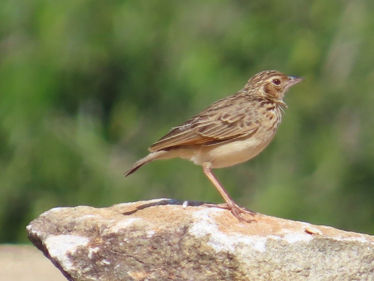 Jerdon's Bushlark - ML646885753