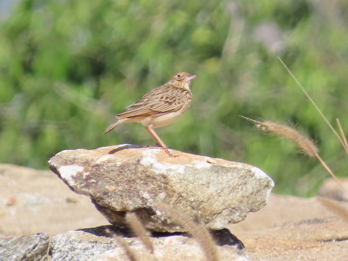 Jerdon's Bushlark - ML646885754