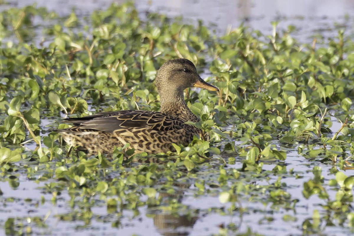 Gadwall - ML646885755