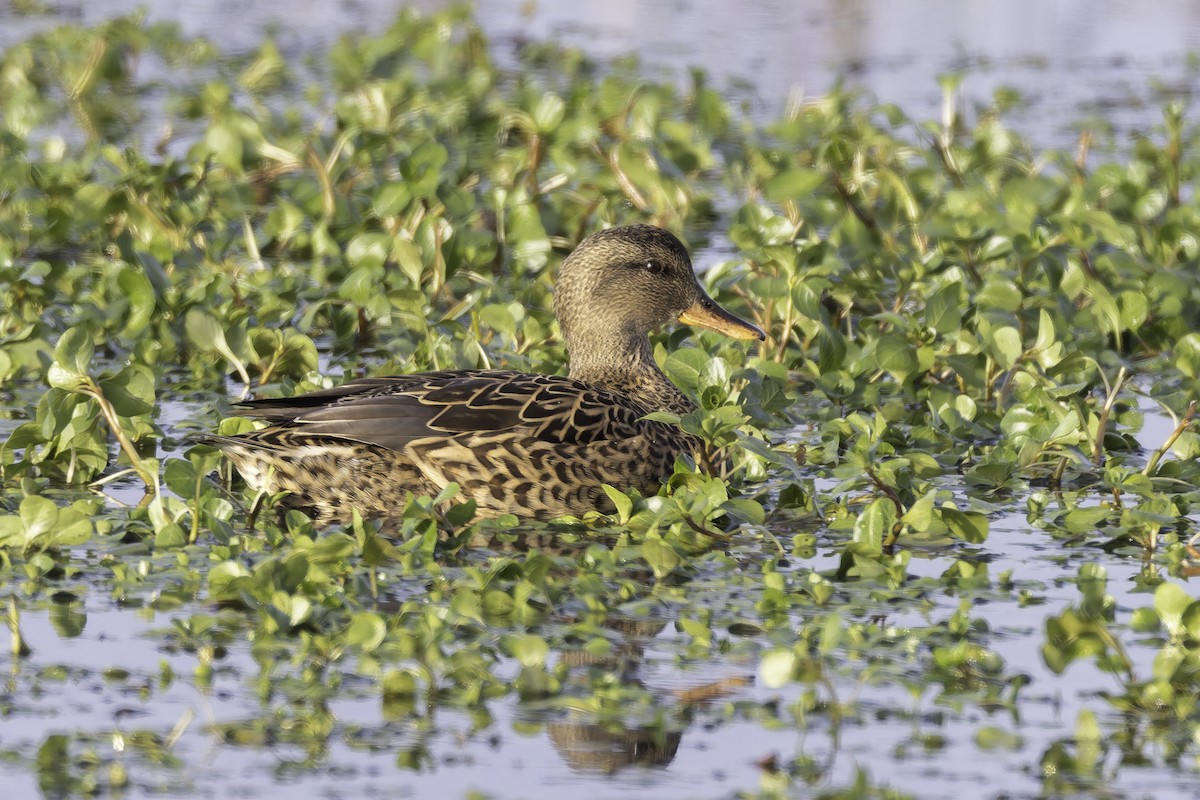 Gadwall - ML646885756