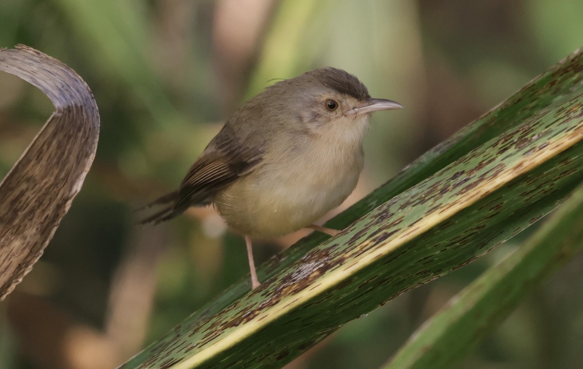 Plain Prinia - ML646885757