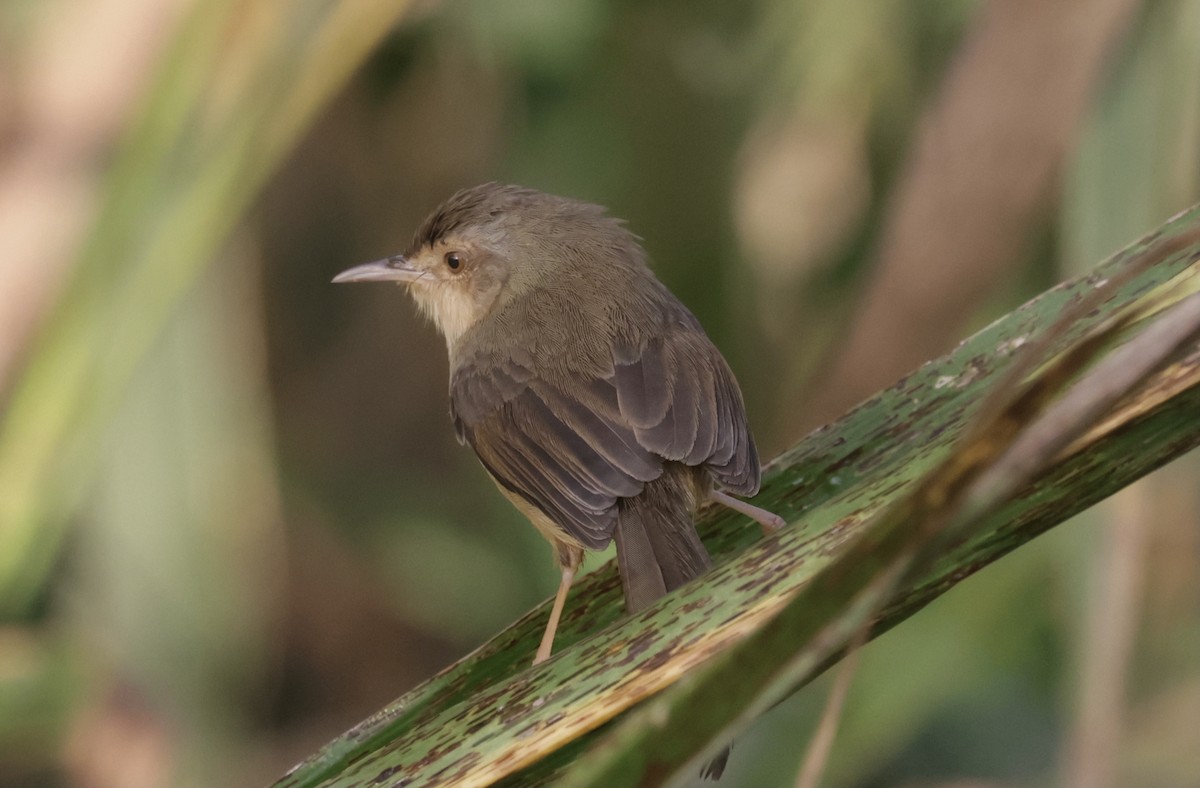 Plain Prinia - ML646885758