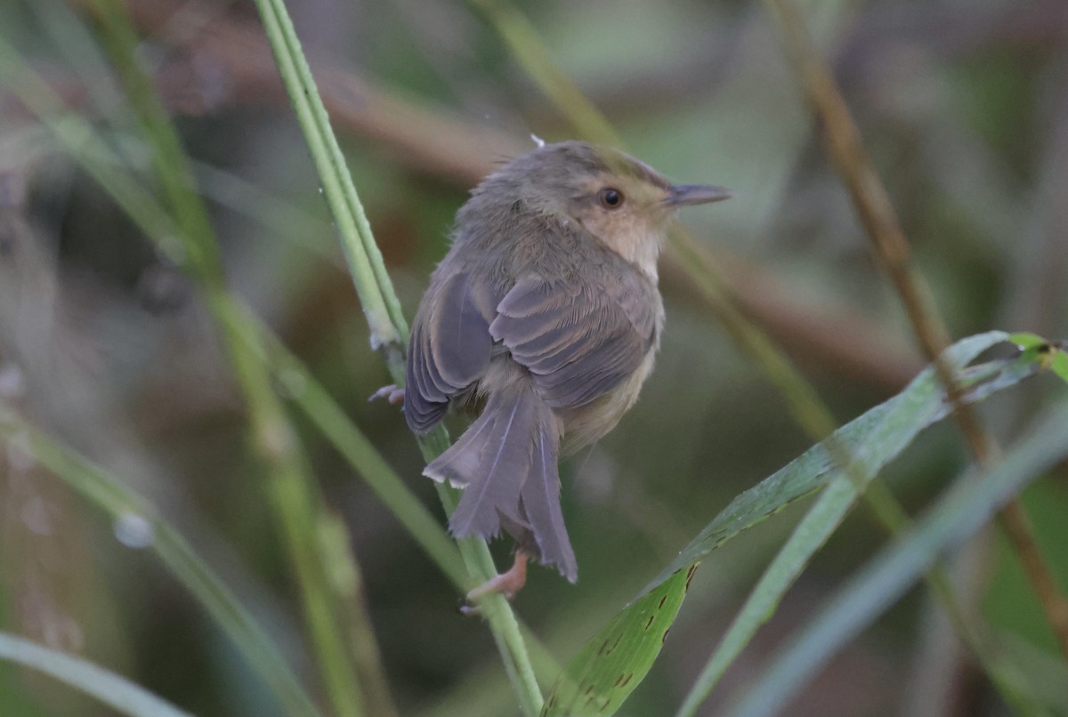 Plain Prinia - ML646885759