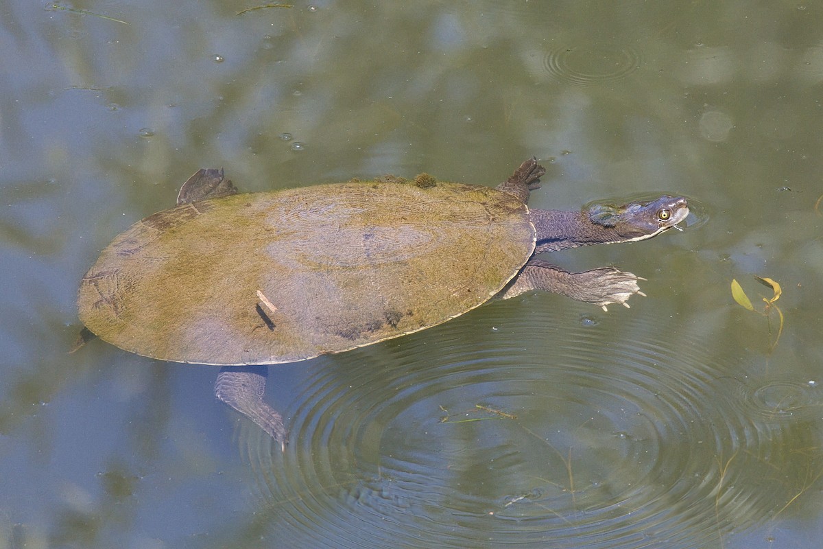 Eastern Short-necked Turtle - ML646885761