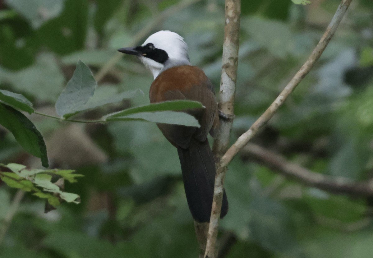 White-crested Laughingthrush - ML646885762