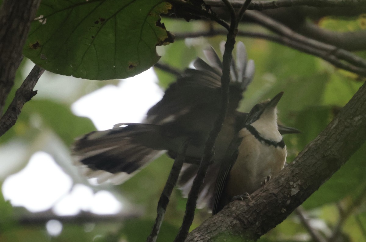 Greater Necklaced Laughingthrush - ML646885765