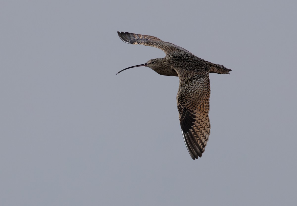 Long-billed Curlew - ML646885766