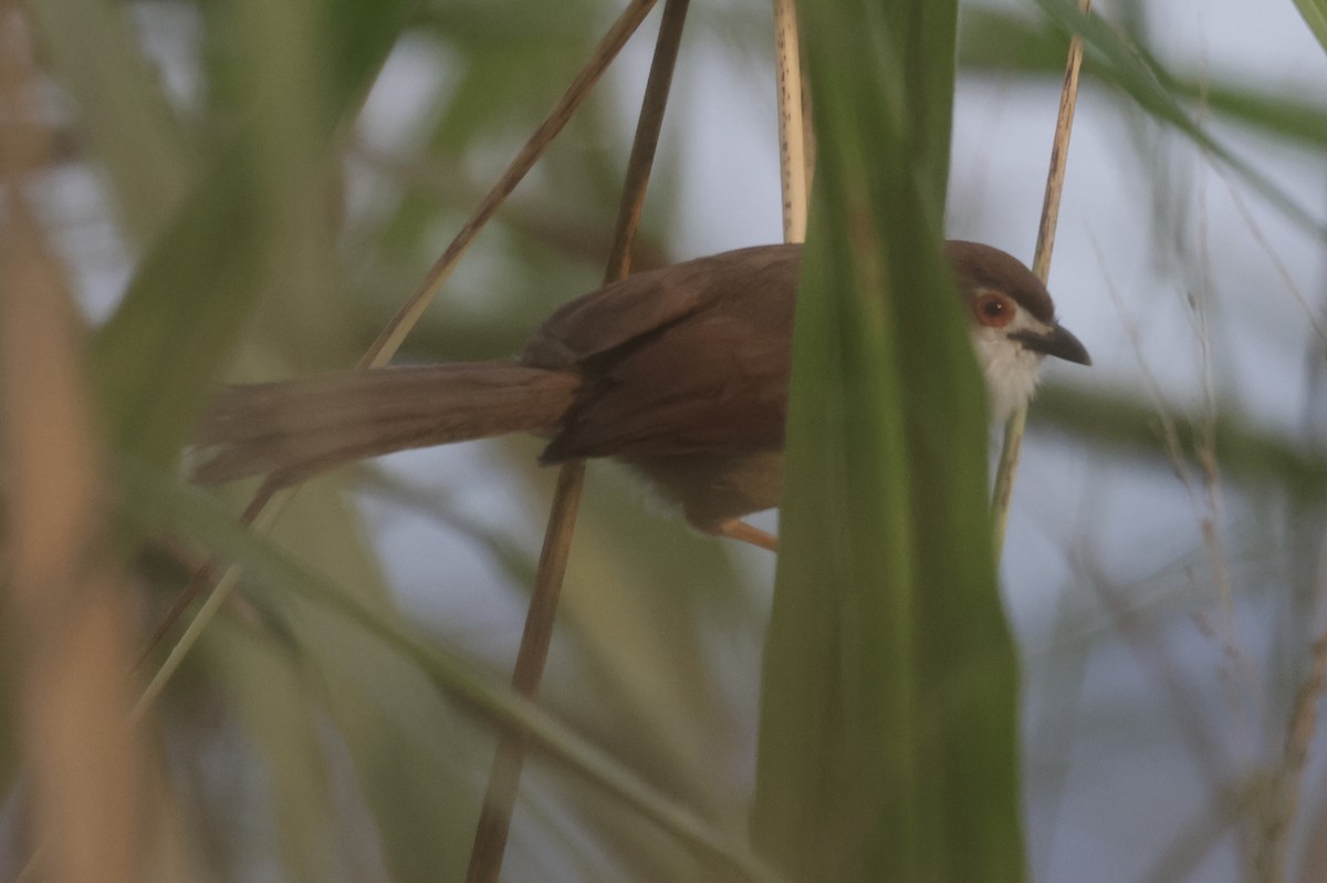 Yellow-eyed Babbler - ML646885767