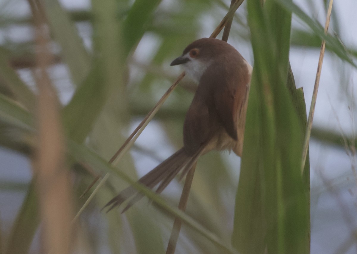 Yellow-eyed Babbler - ML646885768