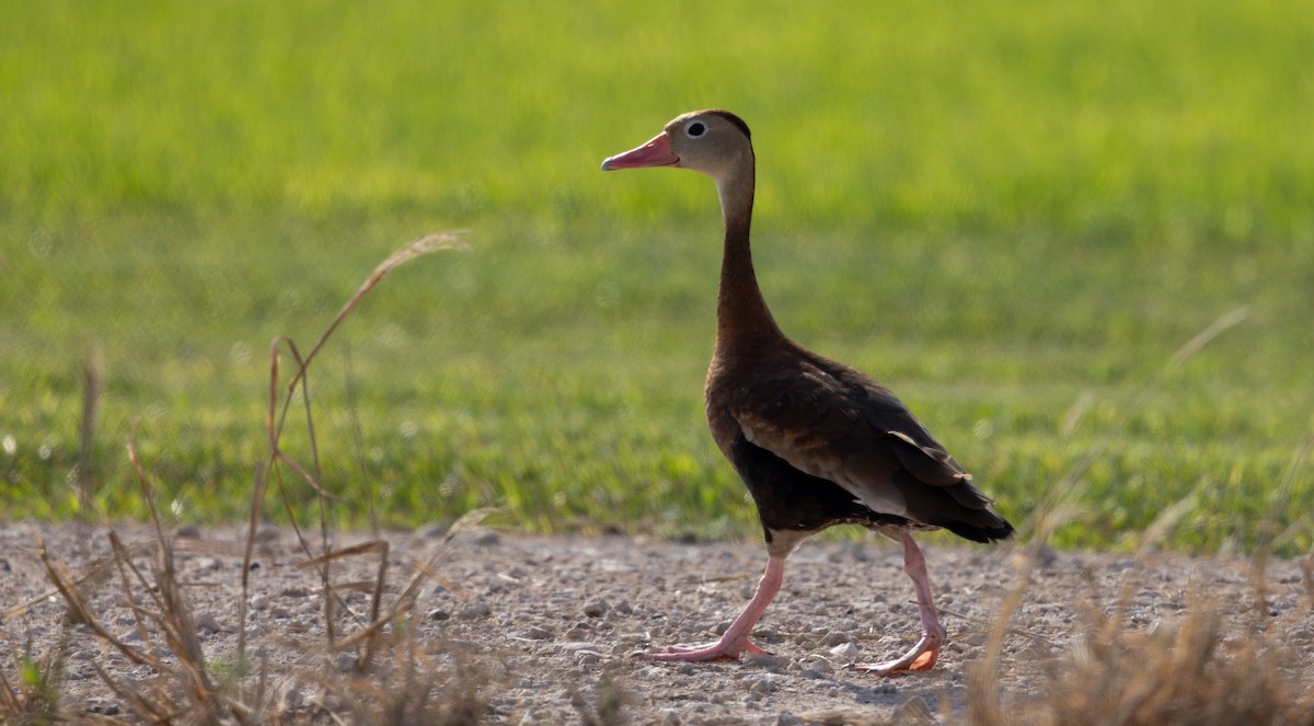 Black-bellied Whistling-Duck - ML646885770