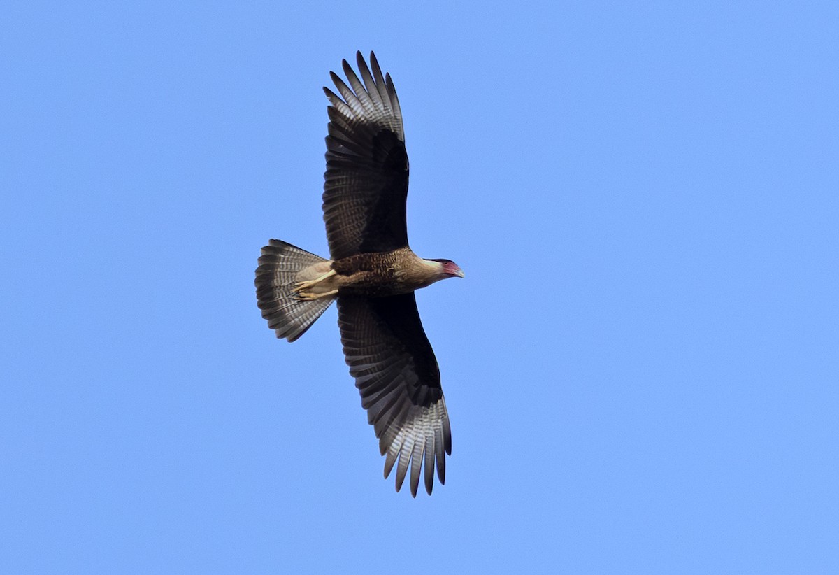 Crested Caracara - ML646885771
