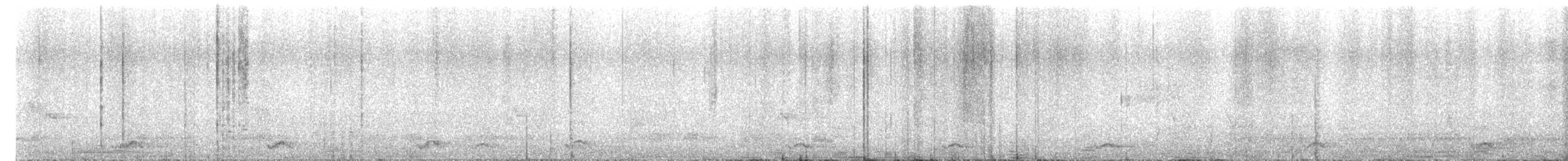 barbet velký - ML646885777