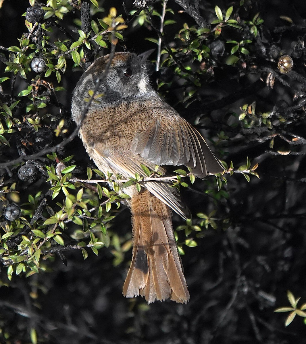 ニュージーランドムシクイ - ML646885778