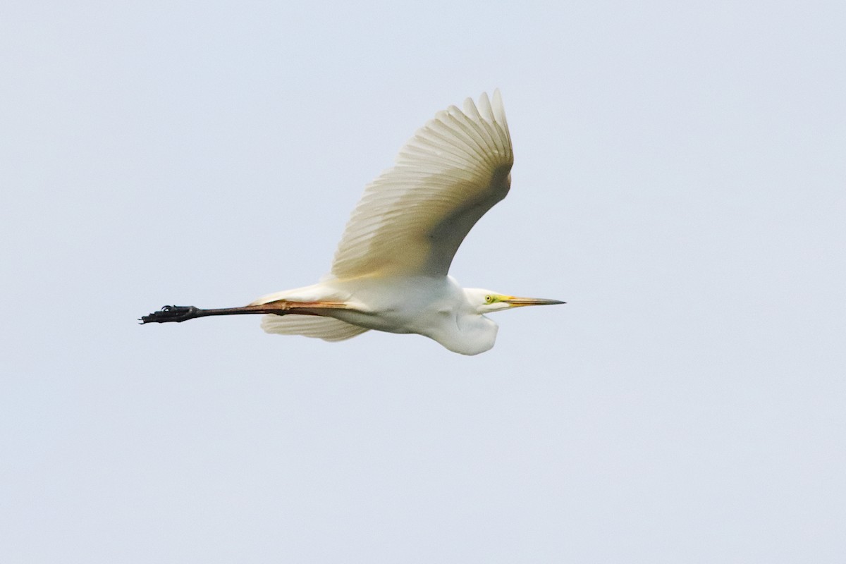 Great Egret - ML646885780