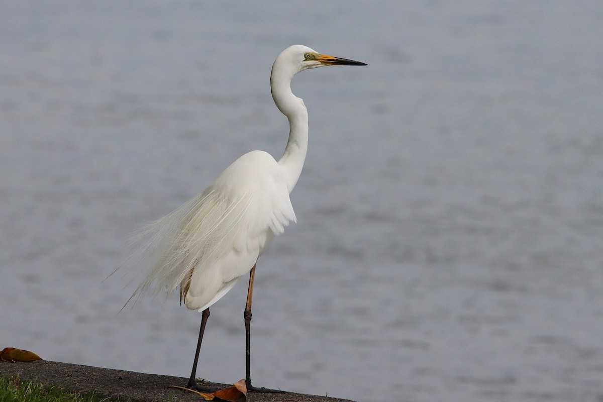 Great Egret - ML646885781