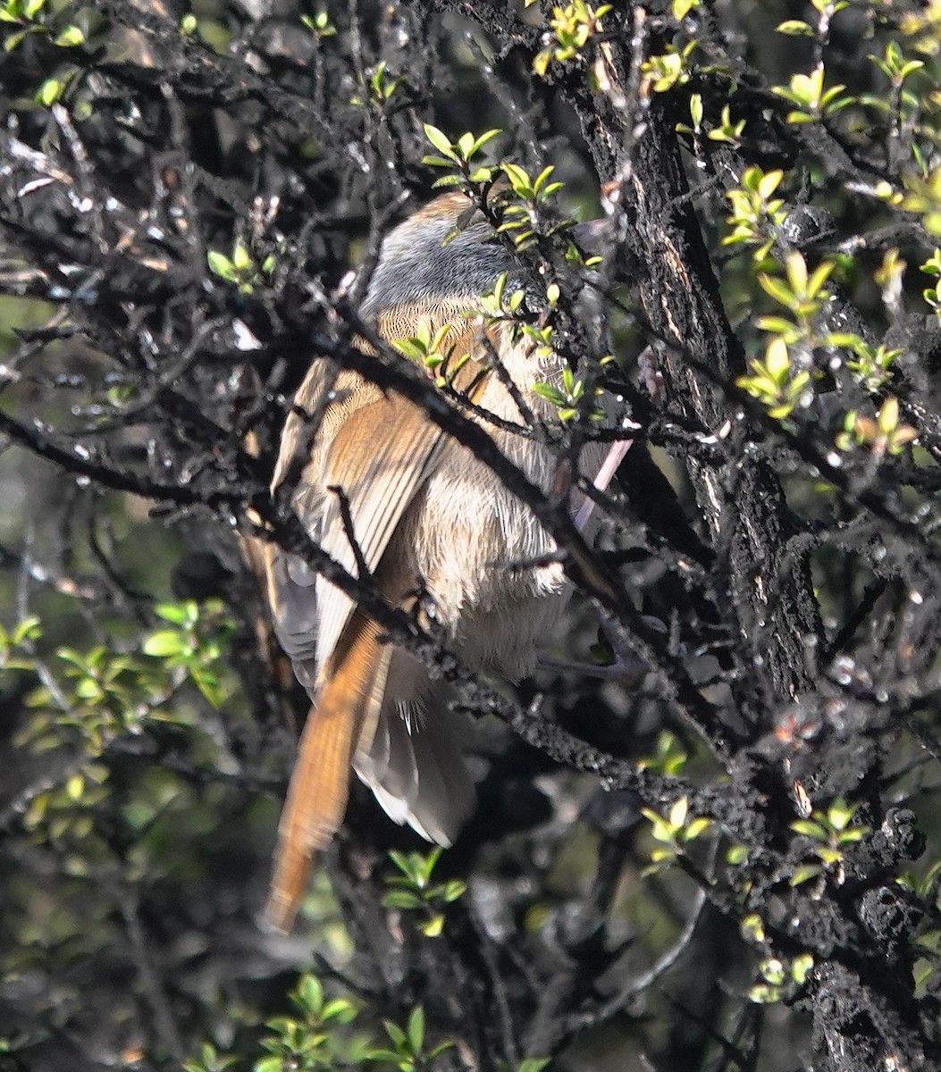 ニュージーランドムシクイ - ML646885787