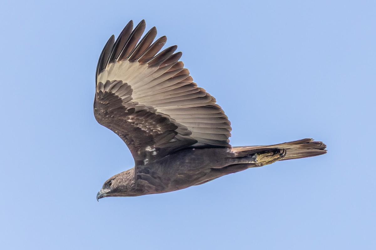 Aigle huppé - ML646885788