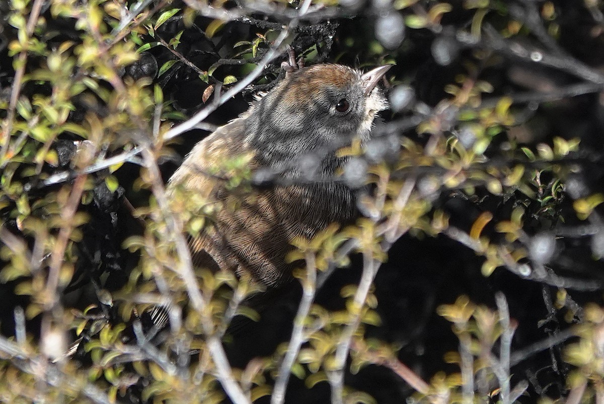 ニュージーランドムシクイ - ML646885789