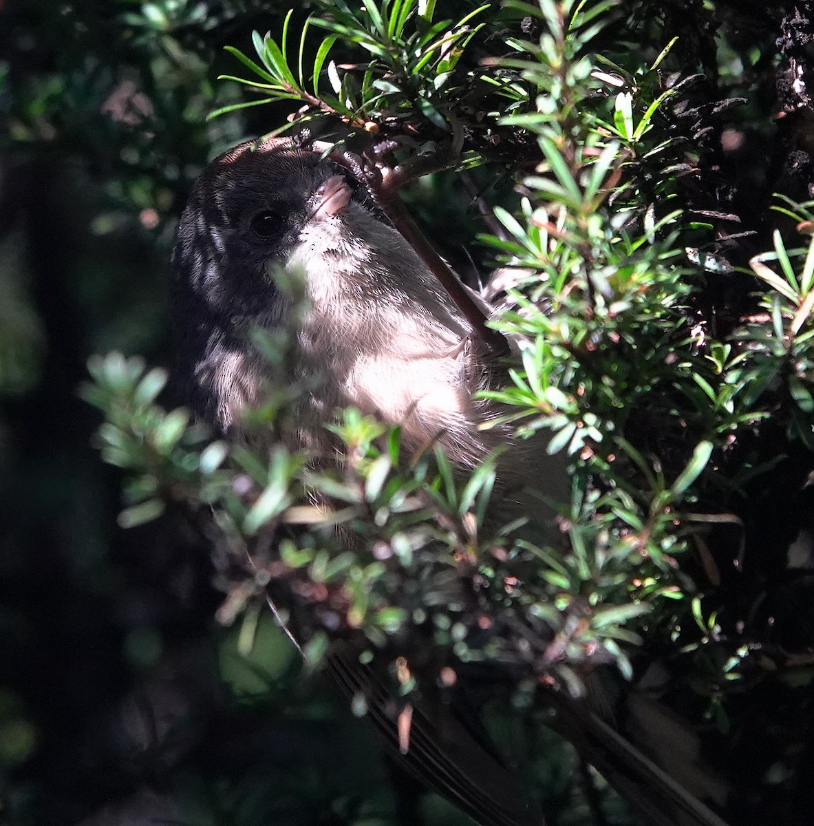 ニュージーランドムシクイ - ML646885790