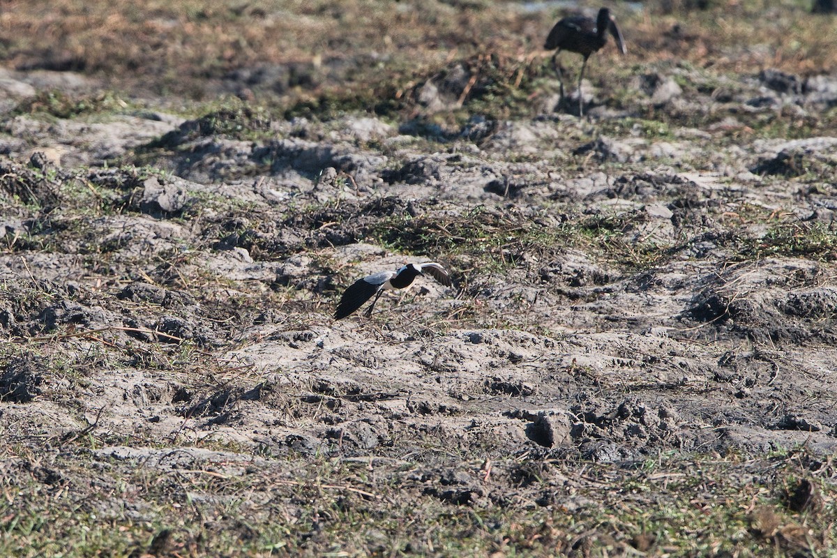 Blacksmith Lapwing - ML646885791