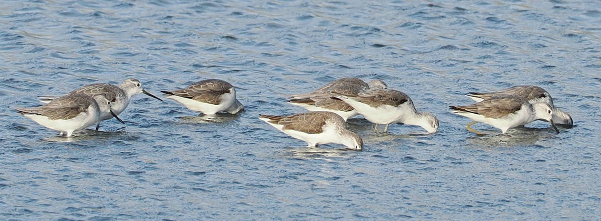 ביצנית עדינה - ML646885793
