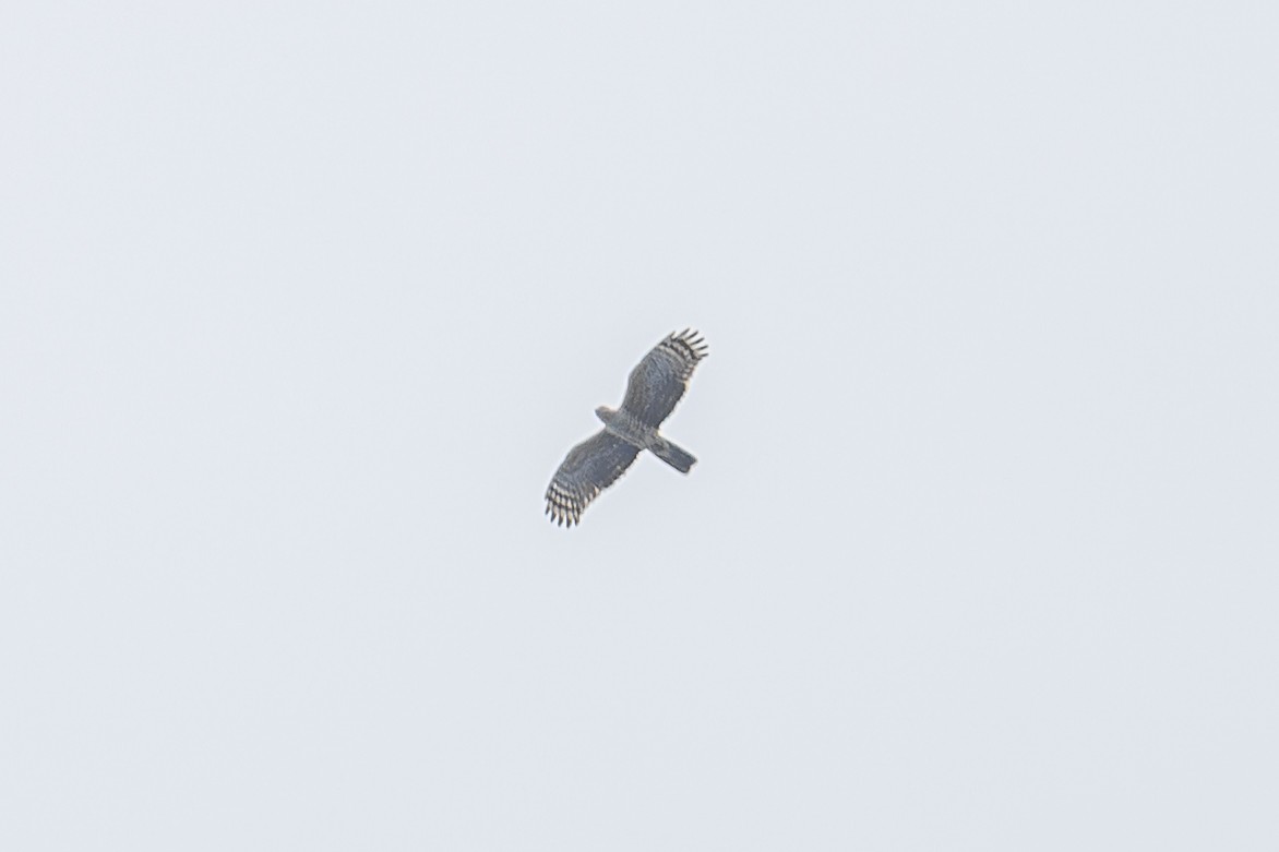 Baza de Jerdon - ML646885803