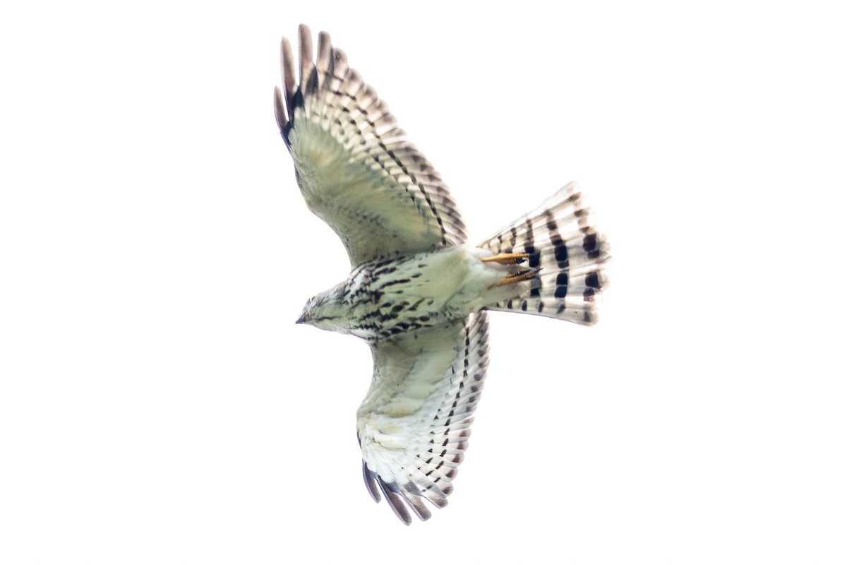 Épervier de Horsfield - ML646885805