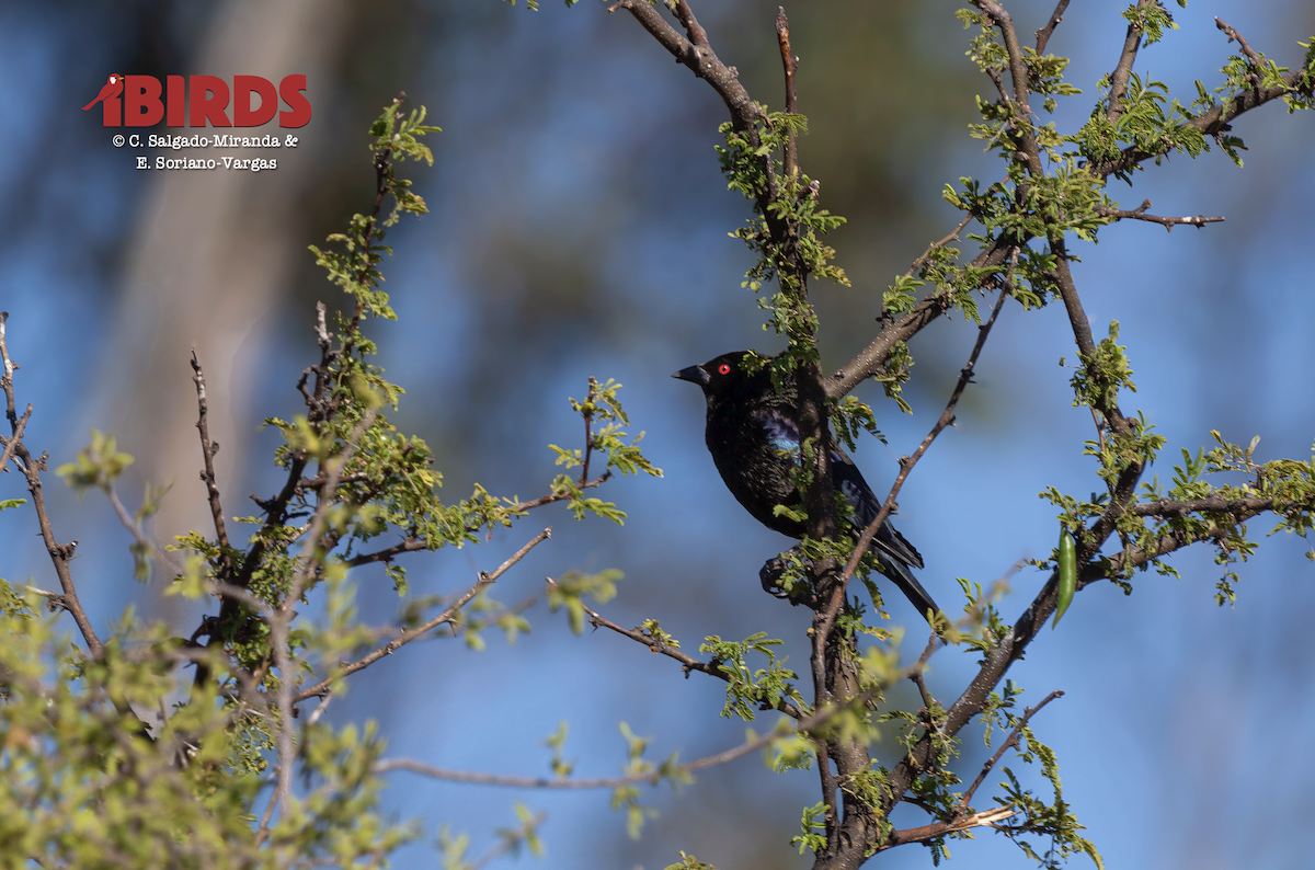Bronzed Cowbird - ML646885806
