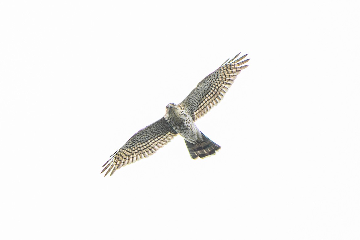 Épervier du Japon - ML646885808