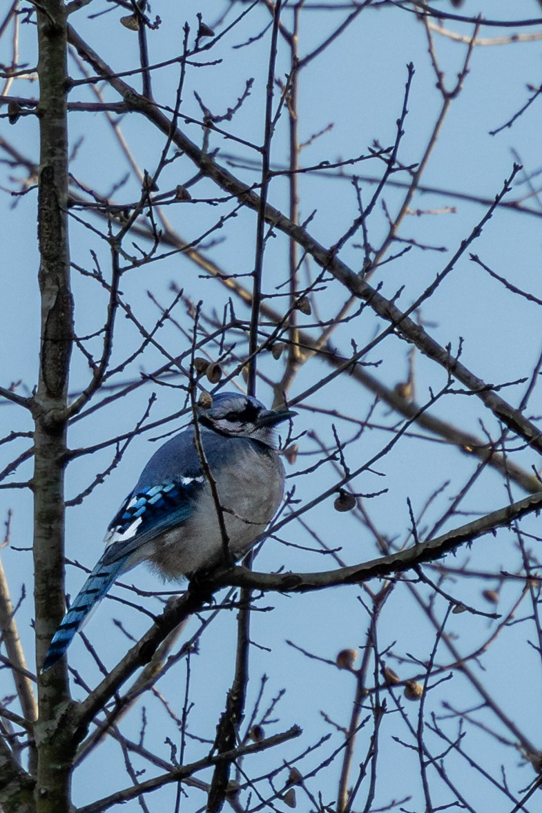 Blue Jay - ML646885809