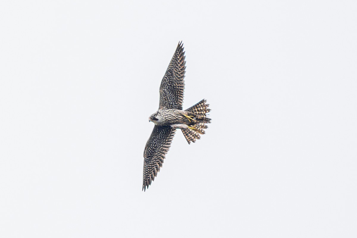 Faucon pèlerin - ML646885812