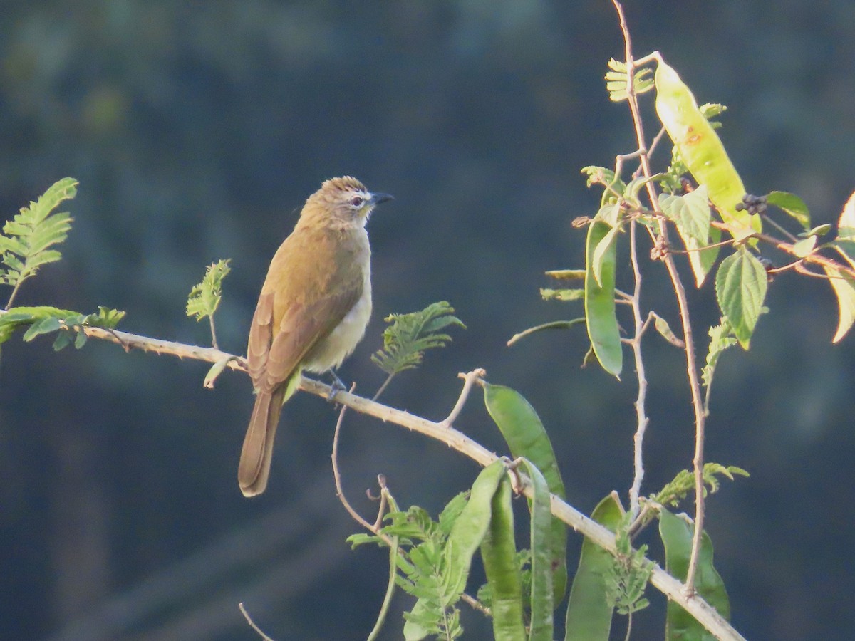White-browed Bulbul - ML646885815