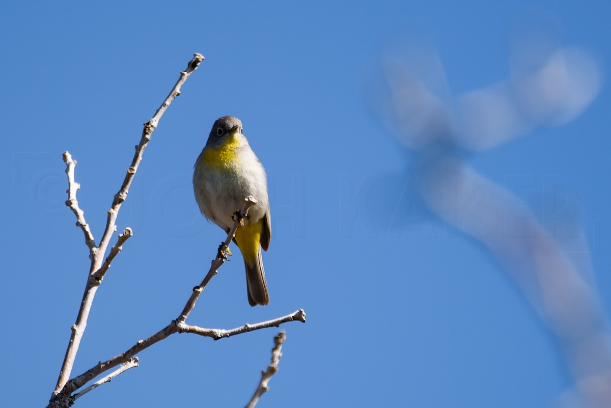 Червоїд жовтоволий - ML646885816
