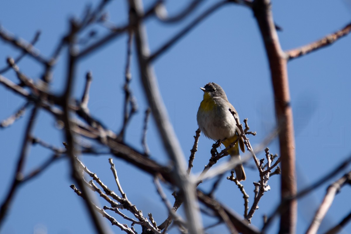 Червоїд жовтоволий - ML646885817