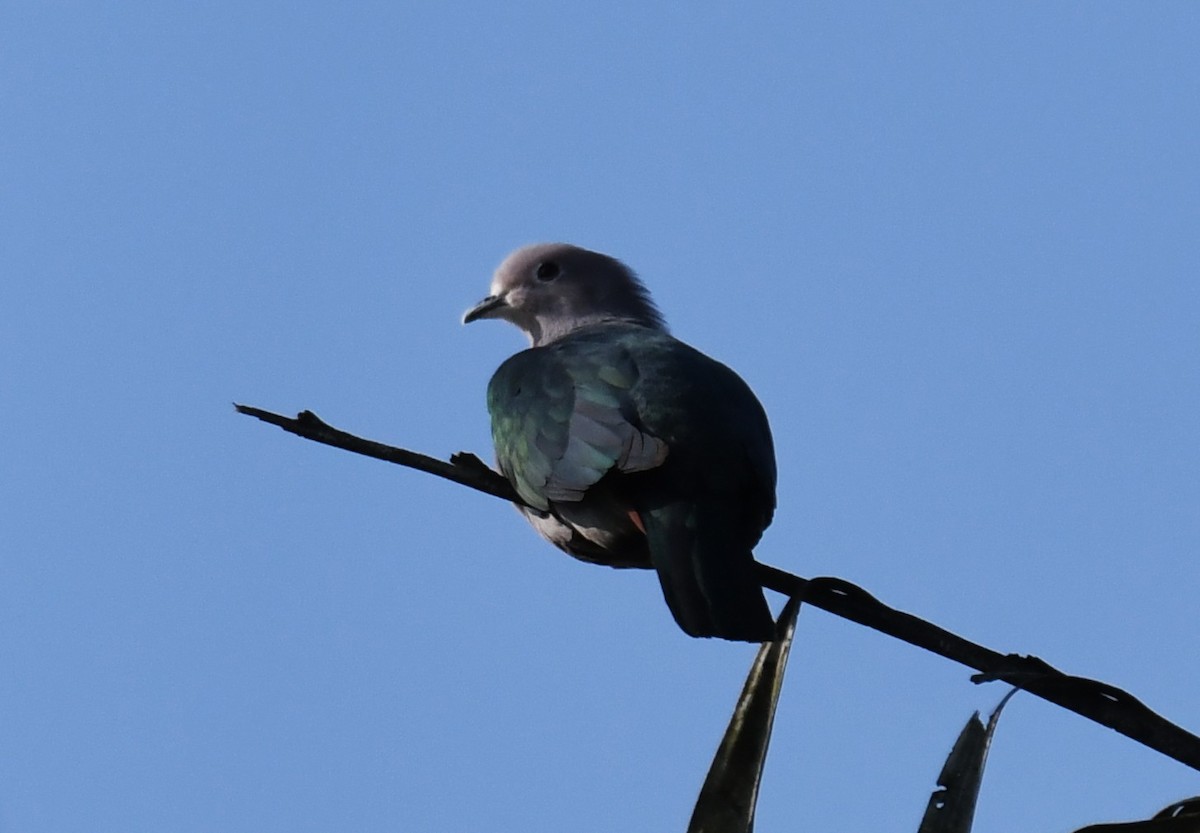 Green Imperial-Pigeon - ML646885828