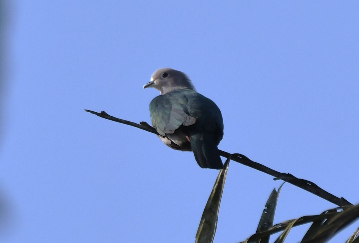 Green Imperial-Pigeon - ML646885830