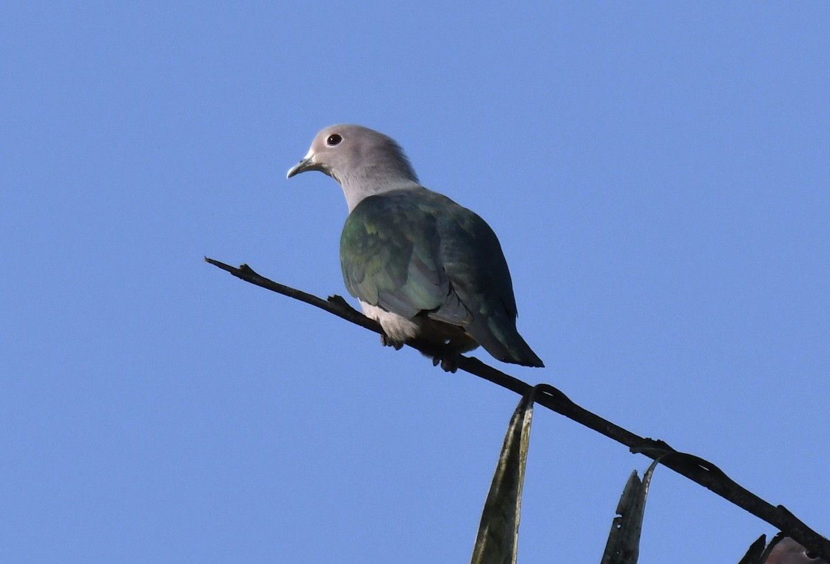 Green Imperial-Pigeon - ML646885833