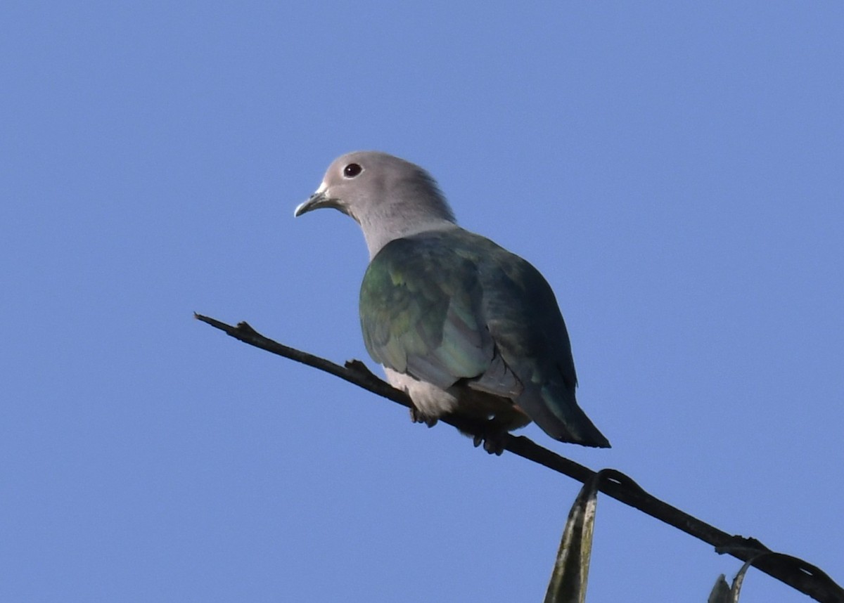Green Imperial-Pigeon - ML646885835