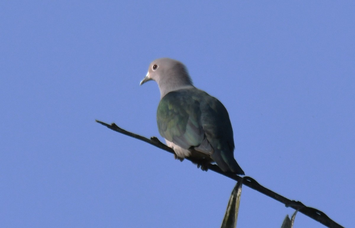 Green Imperial-Pigeon - ML646885837