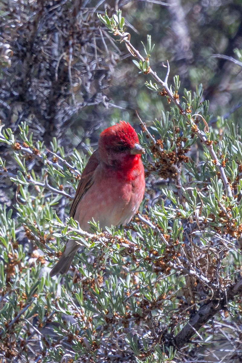 Common Rosefinch - ML646885847