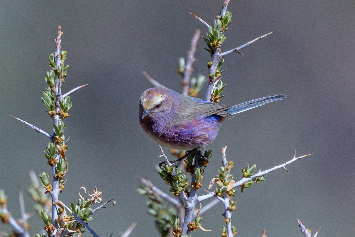 Orite de Sophie - ML646885850