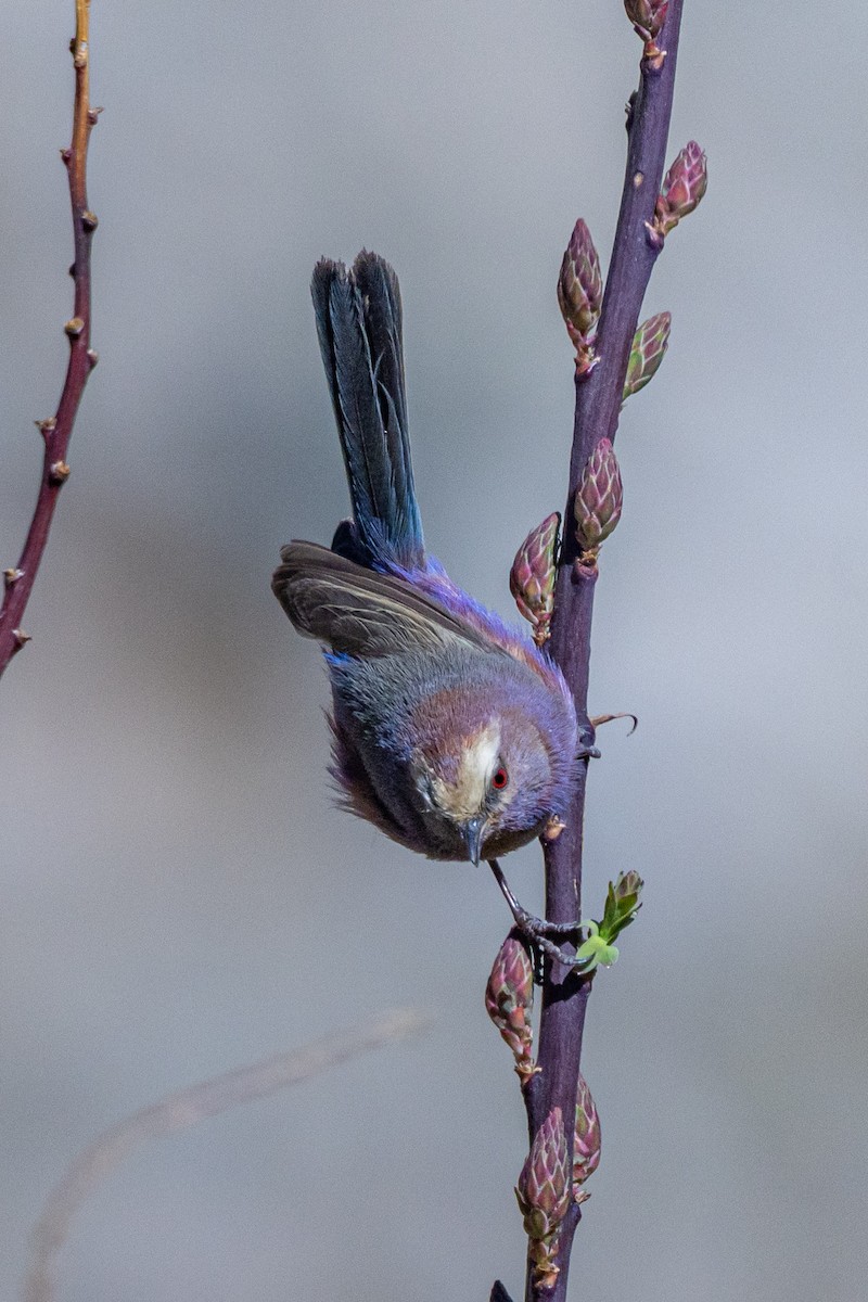 Orite de Sophie - ML646885851