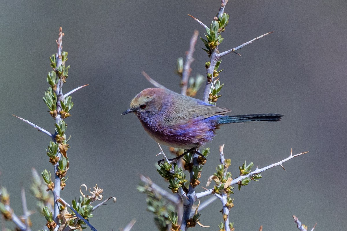 Orite de Sophie - ML646885852