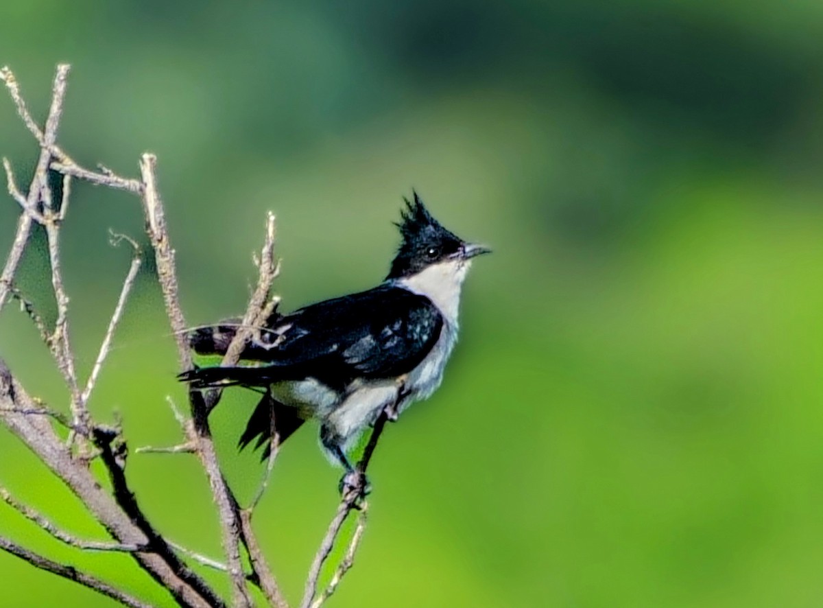 Coucou jacobin - ML646885853