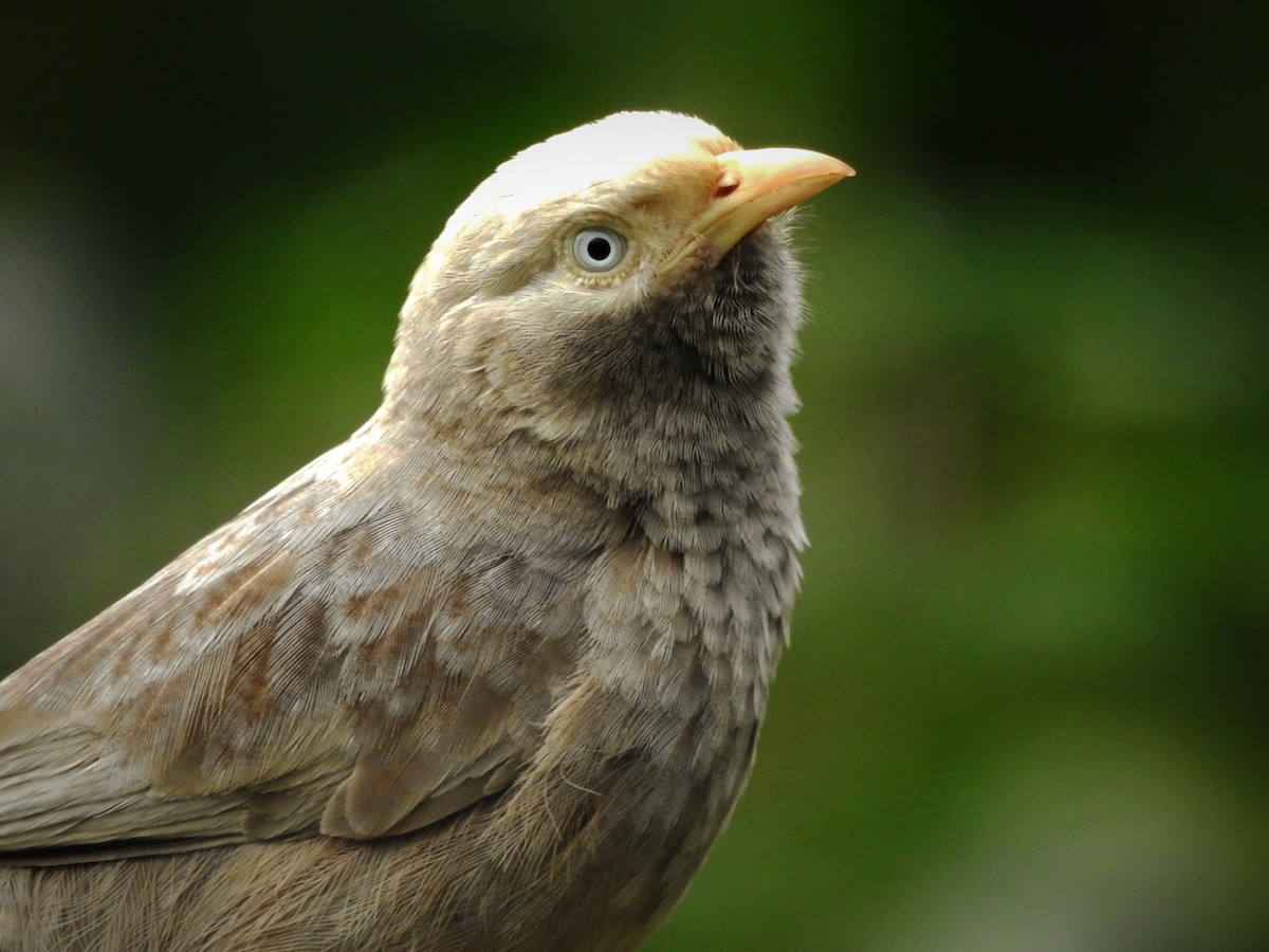 Cratérope affin - ML646885854