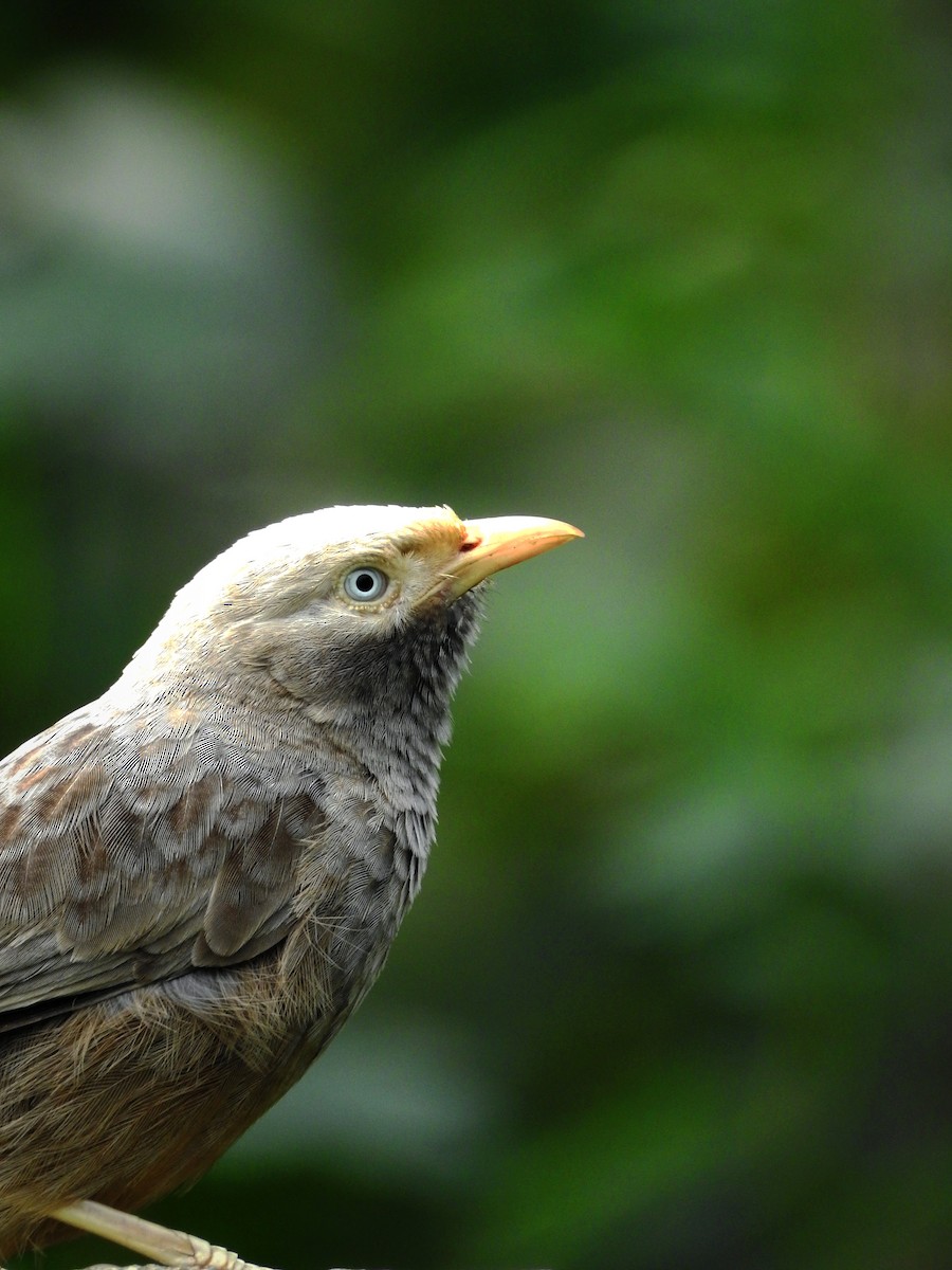 Cratérope affin - ML646885855