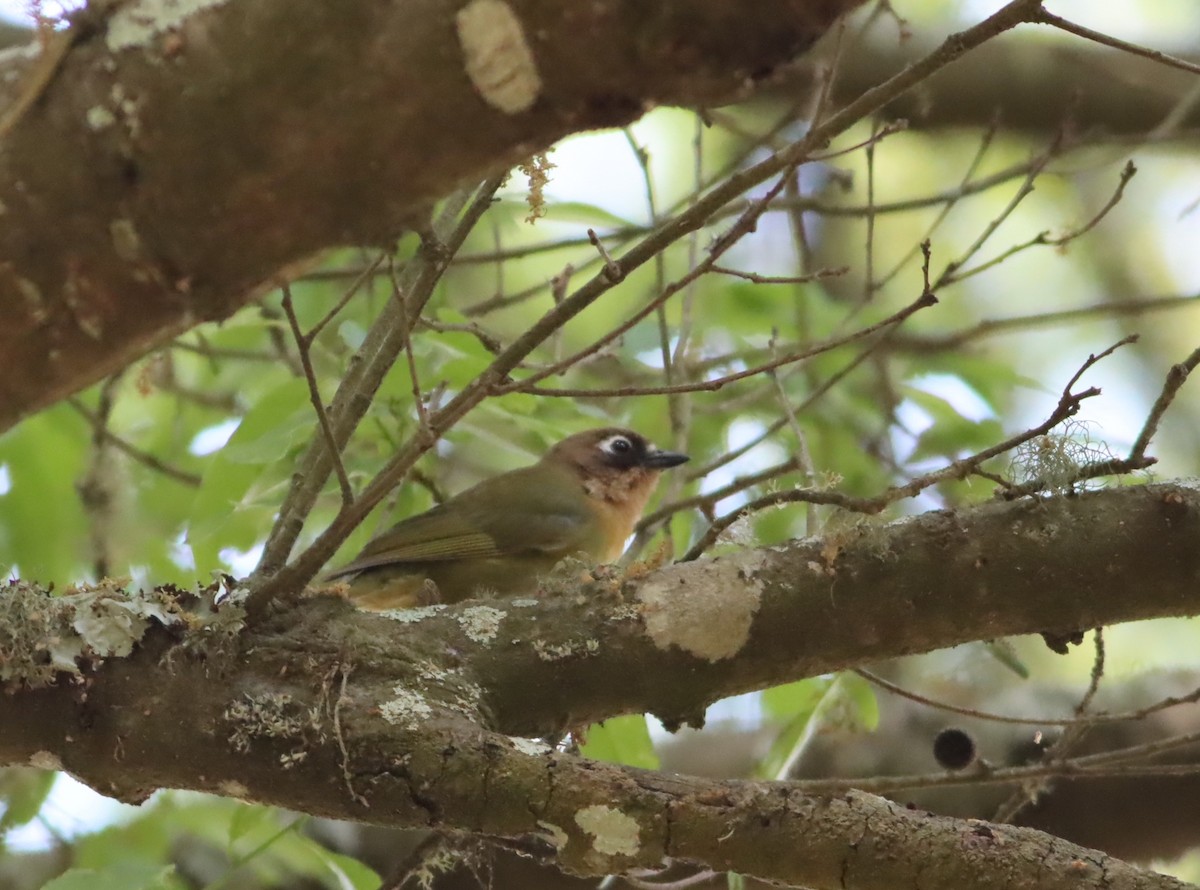 Chlorospin des buissons - ML646885856