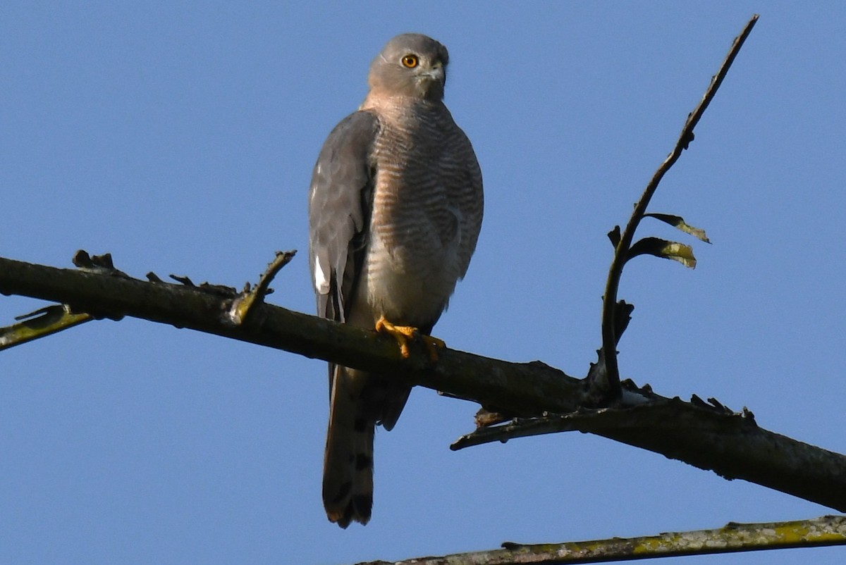 Épervier shikra - ML646885858